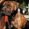 boerboelhunter